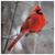 "Cardinal Bird In Winter Snow" Premium Canvas