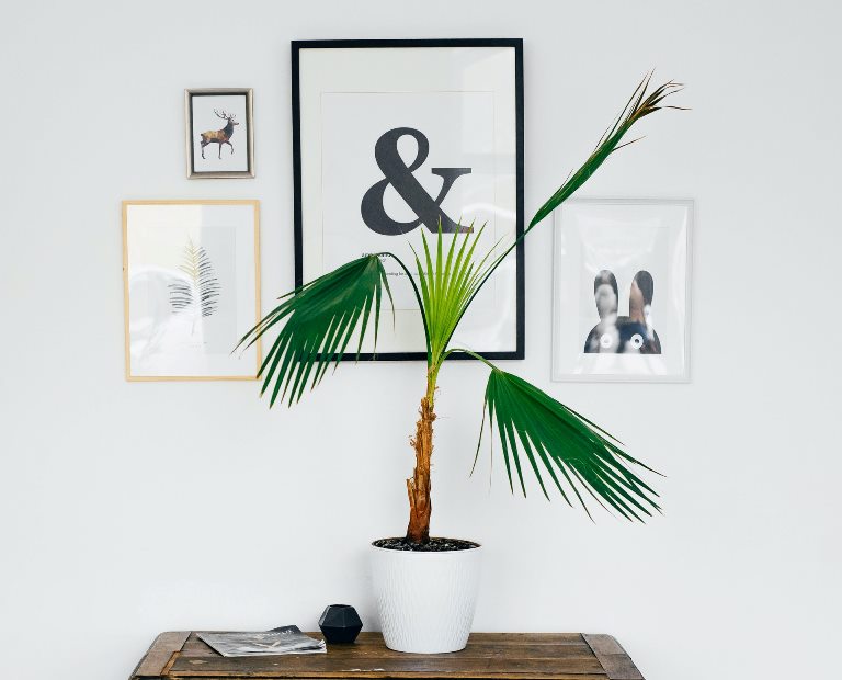 wall art and plant pairings