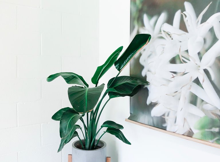 home decorating with plants