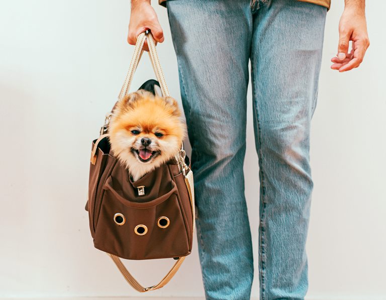 gifts for pet owners - pet lover presents