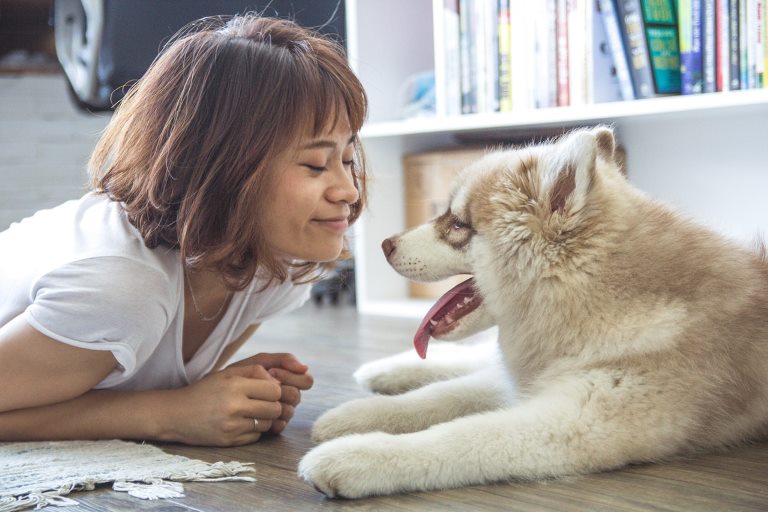 home decorating tips for pet owners